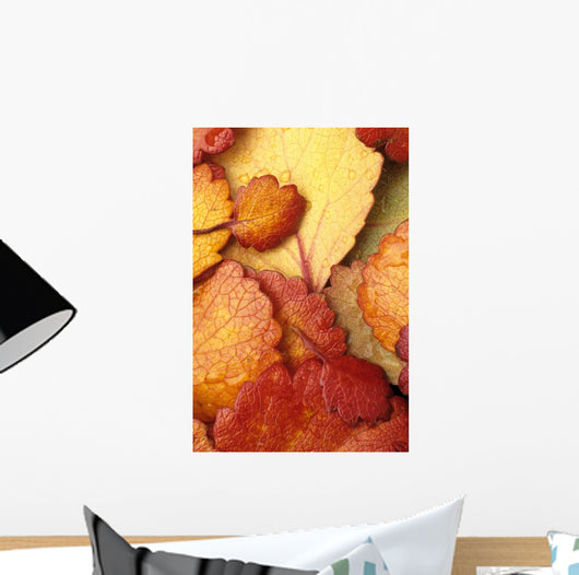 Closeup Of Dwarf Birch Leaves Autumn Wall Mural