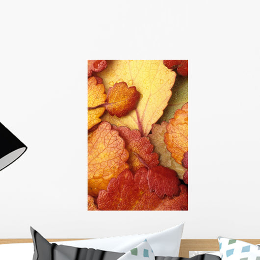 Closeup Of Dwarf Birch Leaves Autumn Wall Mural