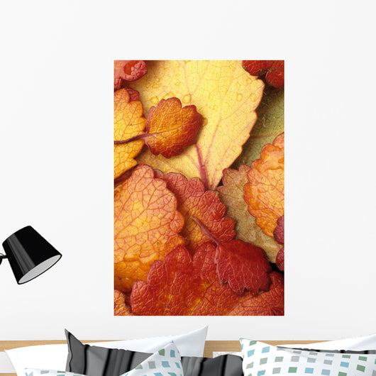 Closeup Of Dwarf Birch Leaves Autumn Wall Mural