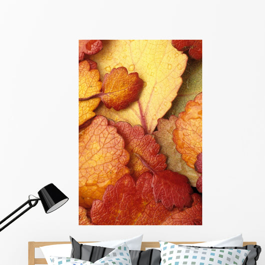 Closeup Of Dwarf Birch Leaves Autumn Wall Mural
