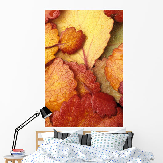 Closeup Of Dwarf Birch Leaves Autumn Wall Mural