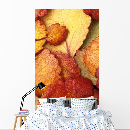 Closeup Of Dwarf Birch Leaves Autumn Wall Mural