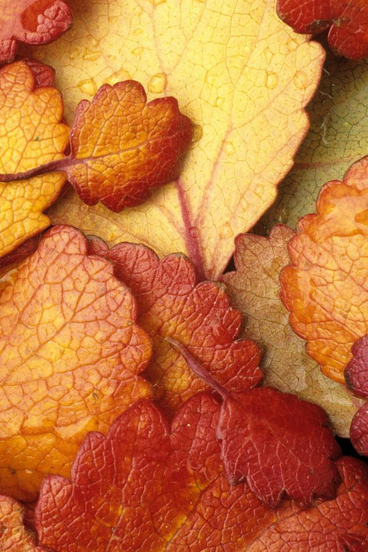 Closeup Of Dwarf Birch Leaves Autumn Wall Mural