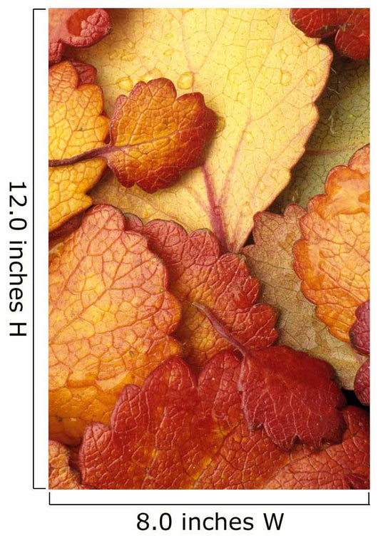 Closeup Of Dwarf Birch Leaves Autumn Wall Mural