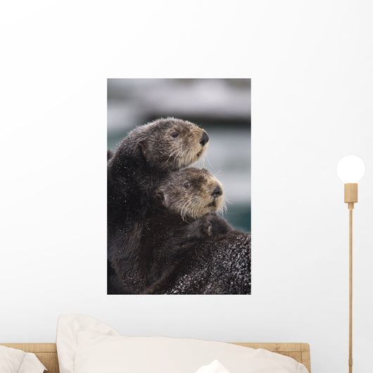 Close Up View Of Sea Otters Huddled Together Wall Mural