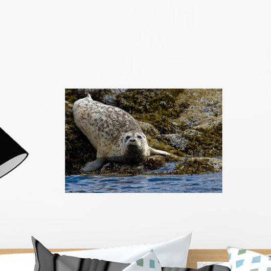 Harbor Seal Rests On The Rocky Shore Of Kukak Bay Wall Mural