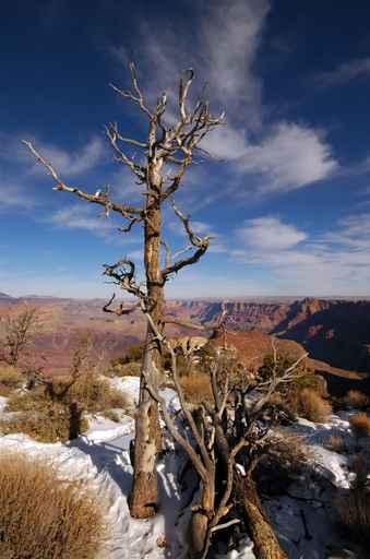 Grand Canyon Wall Decal