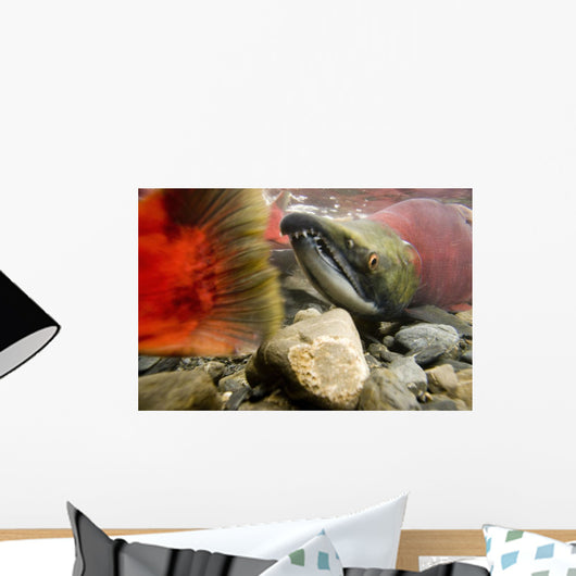 Close Up Underwater View Of Sockeye Red Salmon Wall Mural