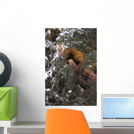 Marten Caught In Leg Trap On Hutinana Creek Wall Mural