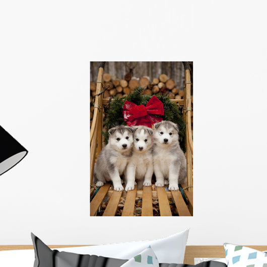 Siberian Husky Puppies Wall Mural