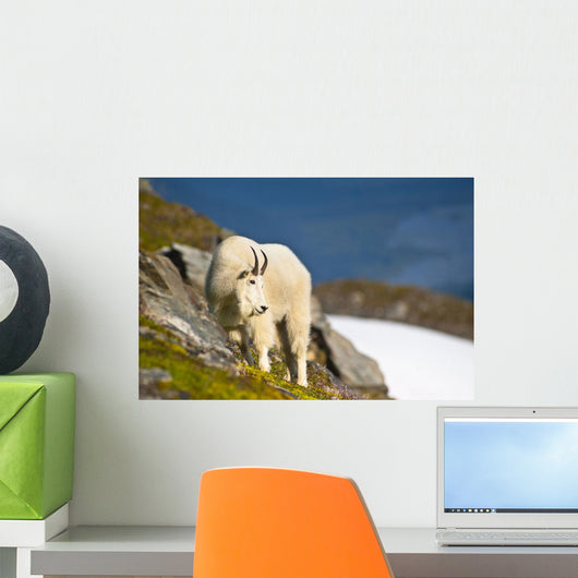 A Mountain Goat Wall Mural