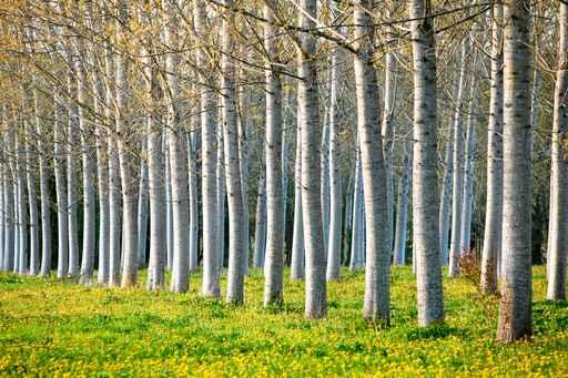 Row Spring Poplar Trees Wall Decal