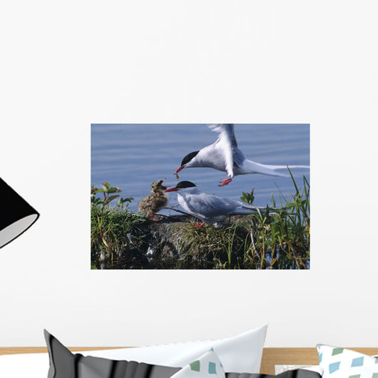 Arctic Terns Feeding Chick At Potter Marsh During Spring Wall Mural