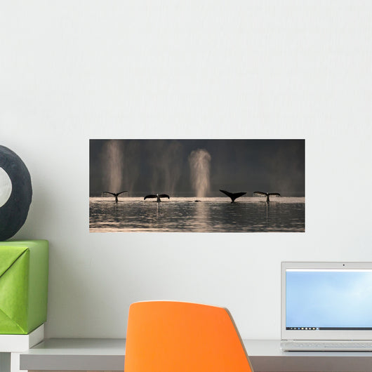A Group Of Humpback Whales Dive Down As They Are Feeding Wall Mural