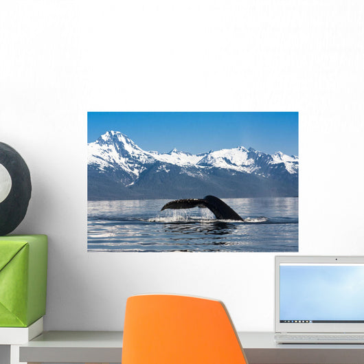 Close Up Of A Humpback Whale Tail Dripping Water As The Whale Dives Wall Mural