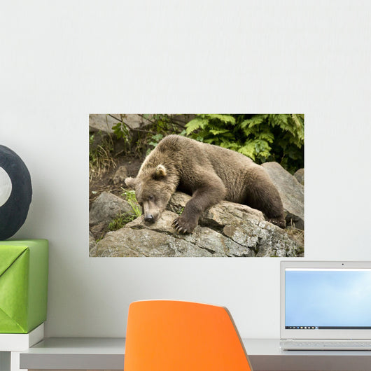 Brown Bear Resting On A Rock Wall Mural
