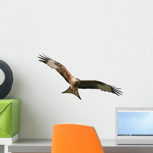Exempted Red Kite Wall Decal