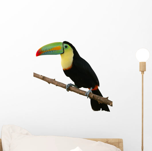 Toucan Bird Colorful White