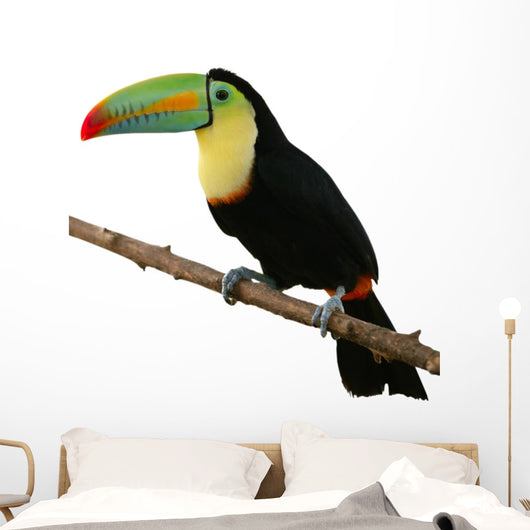 Toucan Bird Colorful White