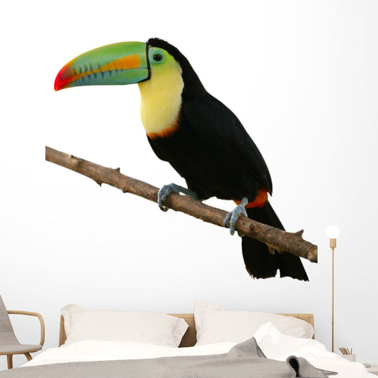 Toucan Bird Colorful White