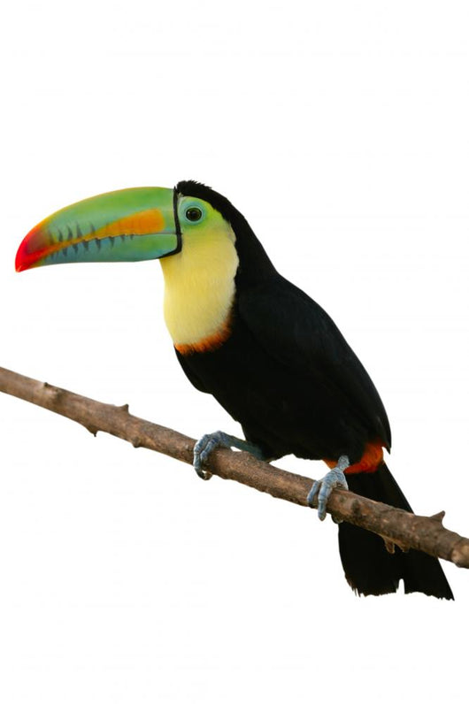 Toucan Bird Colorful White