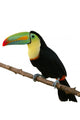 Toucan Bird Colorful White