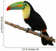 Toucan Bird Colorful White