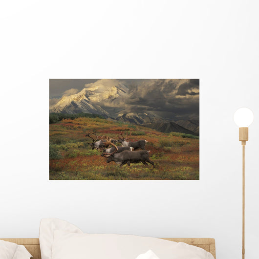 Compostie Caribou Graze On Tundra During Autumn With Mt Mckinley Wall Mural