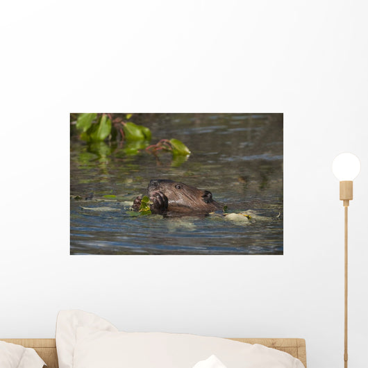 Beaver Eats Willow Leaves In A Pond Wall Mural