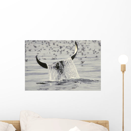 Water Spills Over The Fluke Of A Diving Killer Whale Wall Mural