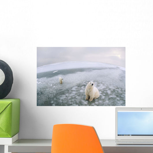 Fish-Eye Lens View Of Polar Bears On Ice At Cape Churchill Wall Mural