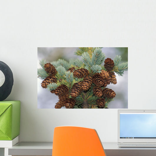 Cones Of The White Spruce Denali National Park Alaska Wall Mural