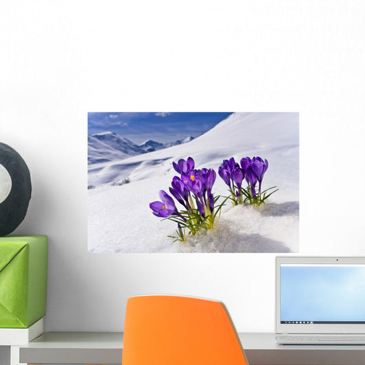 Crocus Flower Peeking Up Through The Snow Spring Southcentral Alaska Wall Mural
