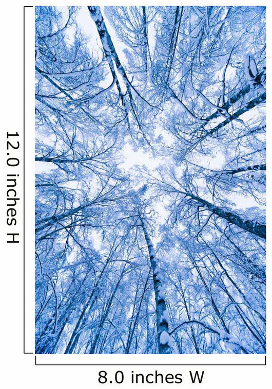 Tree Top Abstract Of A Snow Covered Birch Forest Wall Mural