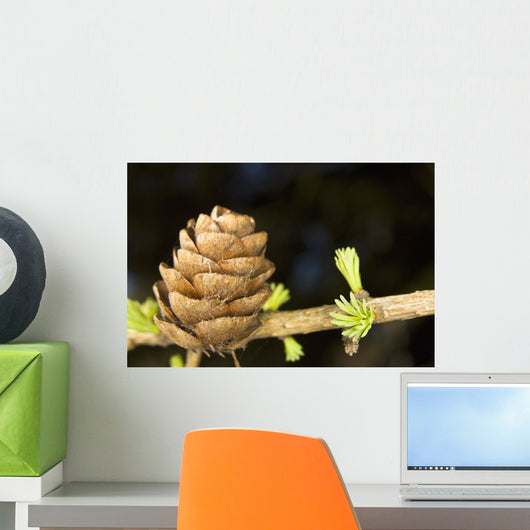 Macro Of Larch Needles And Cone During Spring, Anchorage, Alaska Wall Mural