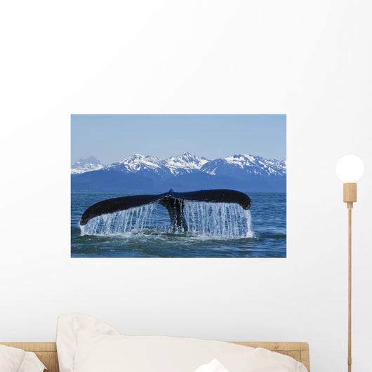 Humpback Whale Fluking In Lynn Canal With Chilkat Mountains Wall Mural