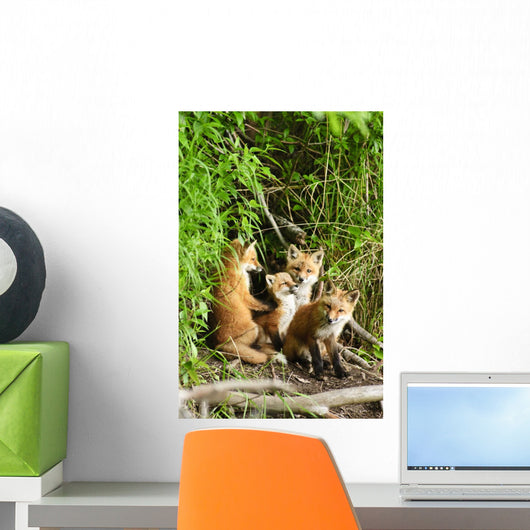 Red Fox Kits Playing Close To Their Den During Summer In Alaska Wall Mural