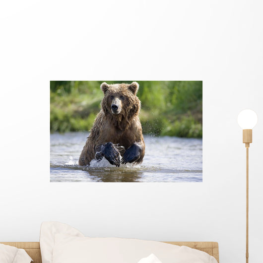 Grizzly Chasing Salmon In River During Summer Months In Alaska Wall Mural