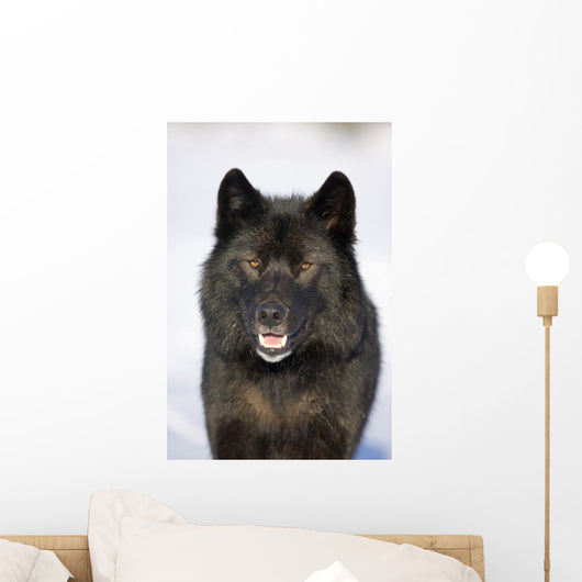 Close-Up Archipelago Wolf Wall Mural