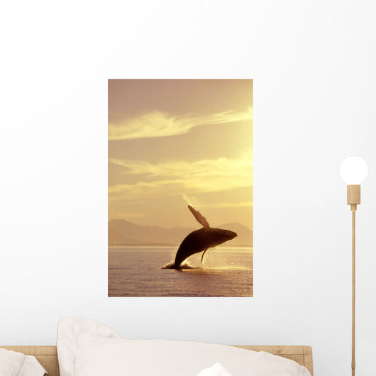 Humpback Whale Breaching In Inside Passage Se Ak Summer Backlit Wall Mural
