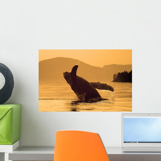 Humpback Whale Breaching At Sunset Wall Mural