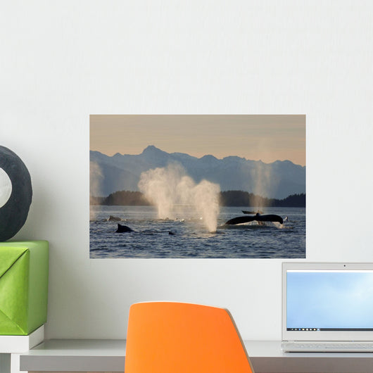 Pod Of Humpbacks Feeds Wall Mural