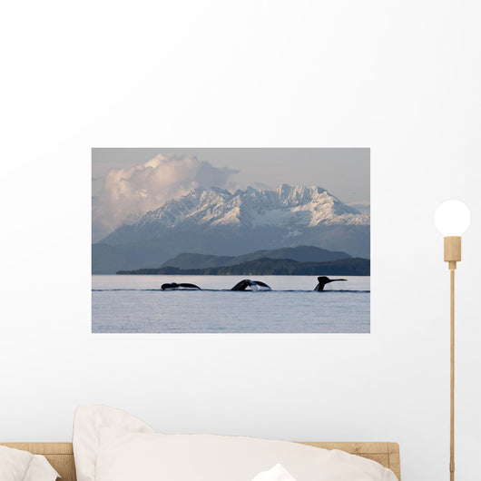 Humpback Whale Pod Lifts Their Flukes Wall Mural