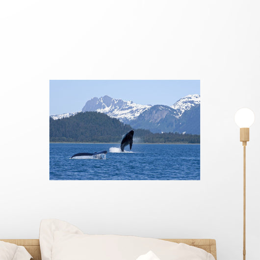 A Humpback Whale Calf Breaches As Its Mother Swims Wall Mural