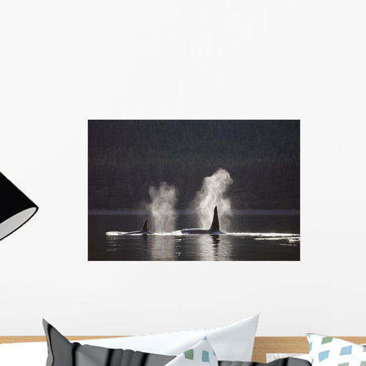Orca Whales Surface Along A Forested Shoreline Wall Mural