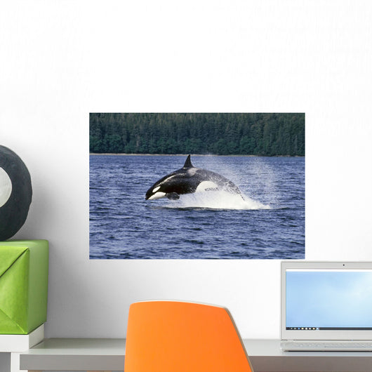 Orca Whale Breaching Cross Sound Inside Passage Wall Mural