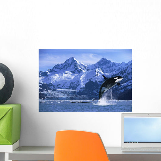 Orca Whale Breaching Glacier Bay Composite Se Wall Mural
