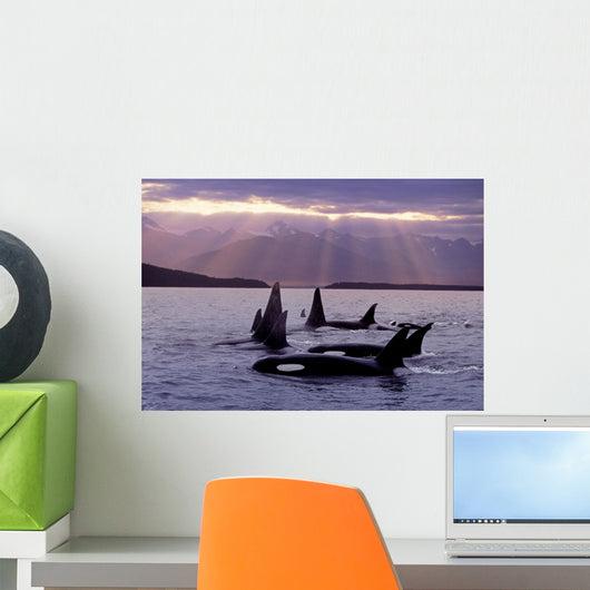 Orca Pod Wall Mural
