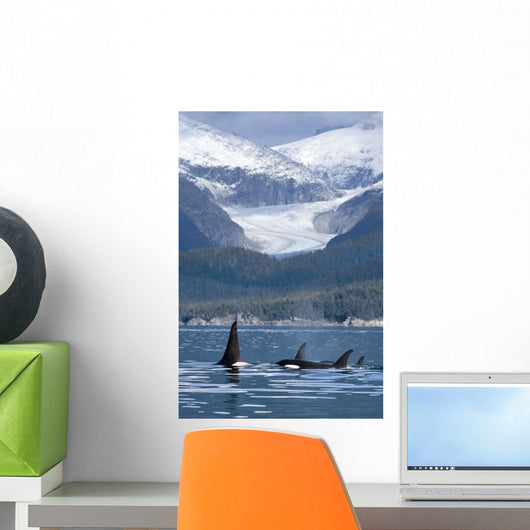 A Pod Of Orca Whales Surface In Favorite Passage Wall Mural
