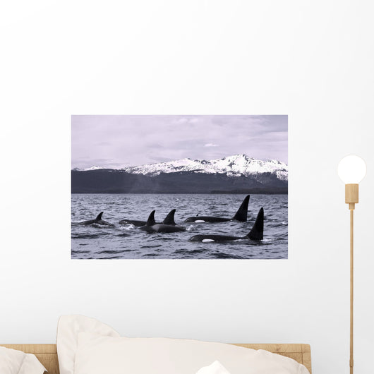 Orca Whales Surface In Lynn Canal With Chilkat Mountains Wall Mural